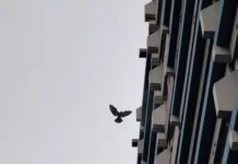 Tauben im Herzogenried Stadttauben im Herzogenried