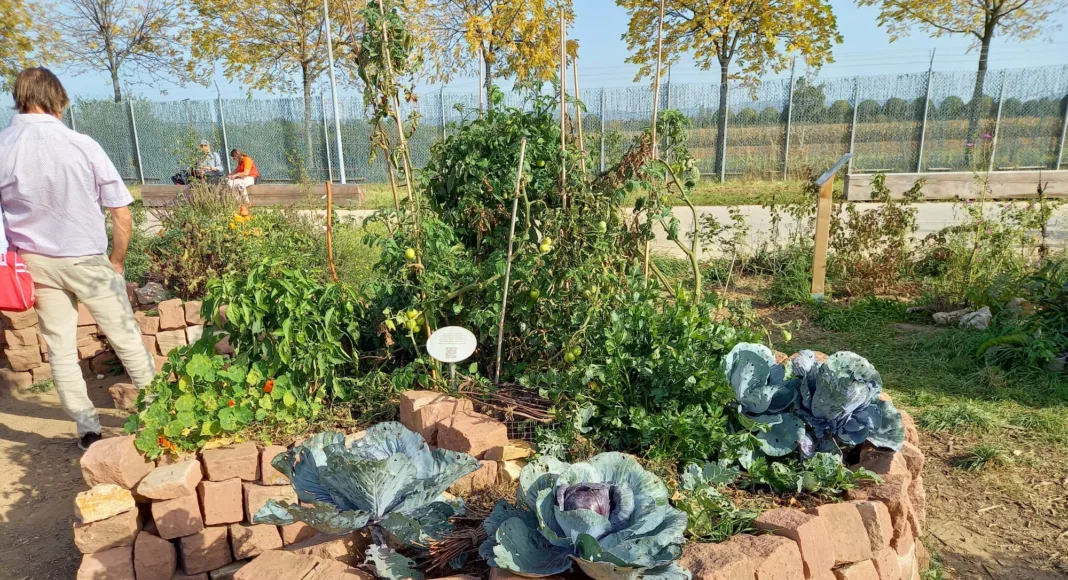 NaturFreunde Mannheim, Keyhole Garden oder Schlüssellochbeet